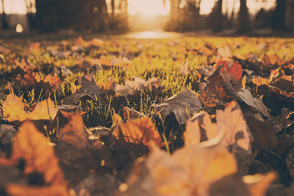 Are you ready for fall? Then you need the ABS Fire Pit!